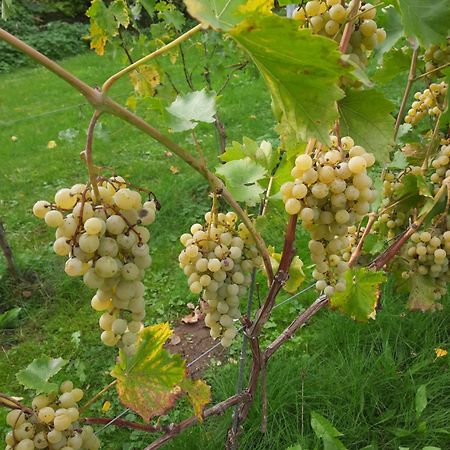 Ferienwohnung Weingut Lahmer August Kretzschau Exterior foto