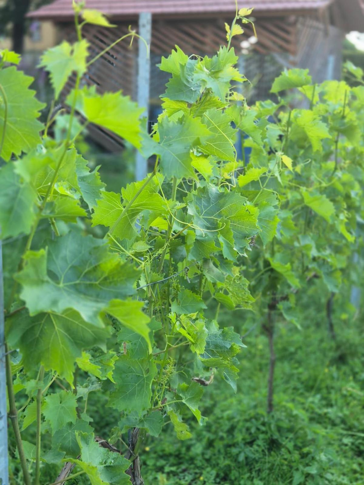 Ferienwohnung Weingut Lahmer August Kretzschau Exterior foto