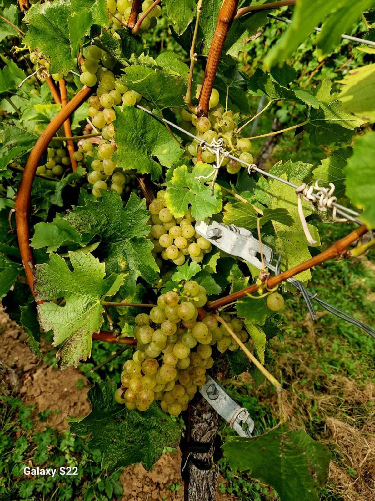 Ferienwohnung Weingut Lahmer August Kretzschau Exterior foto