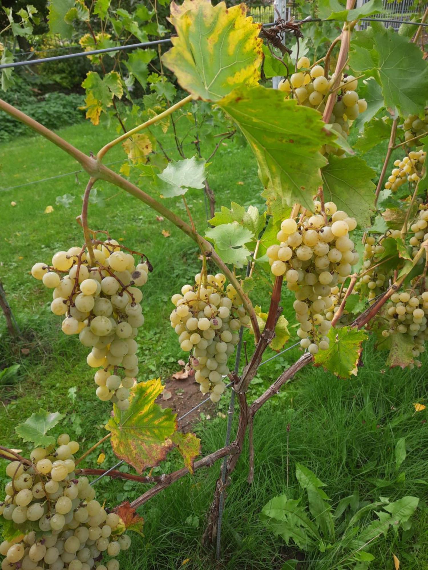 Ferienwohnung Weingut Lahmer August Kretzschau Exterior foto